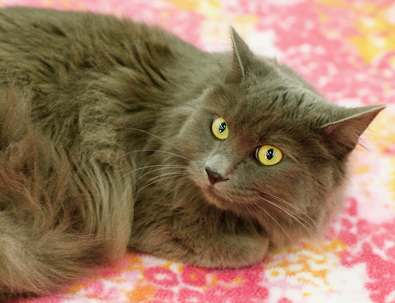 Grey long haired cat