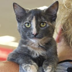 Dilute Calico