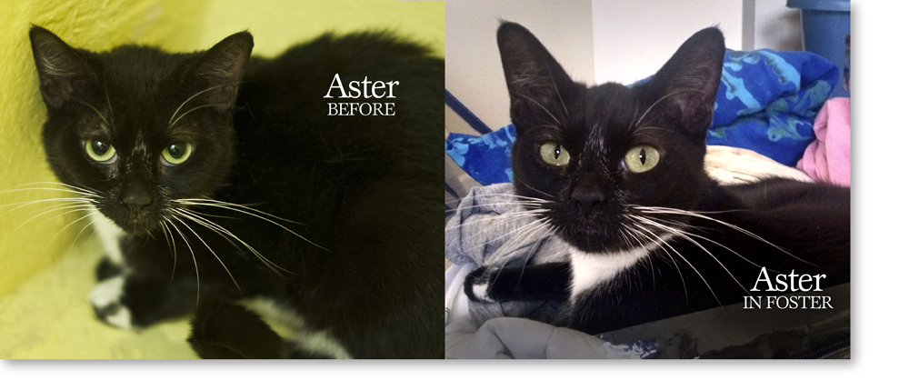 Cat Before & After Foster