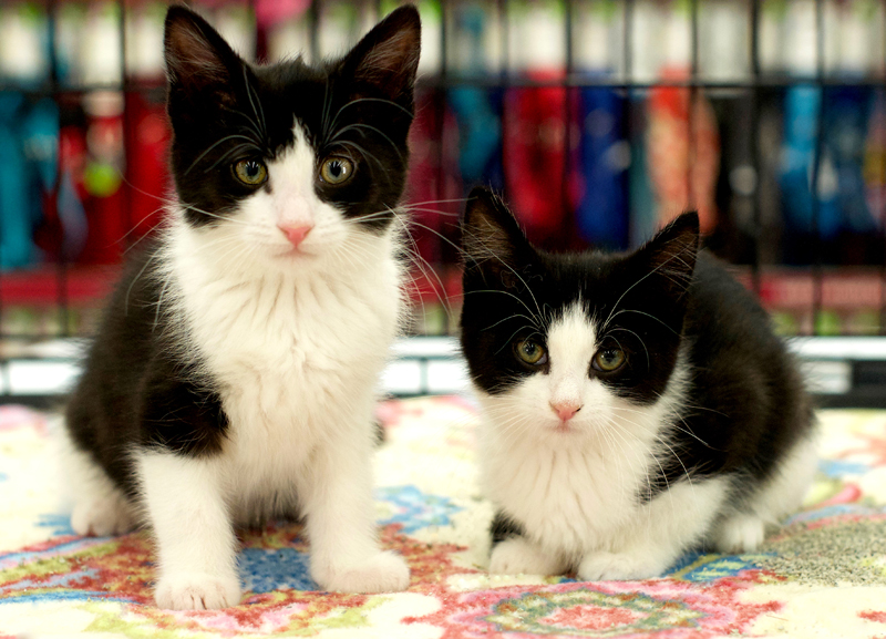 two tuxedo kittens